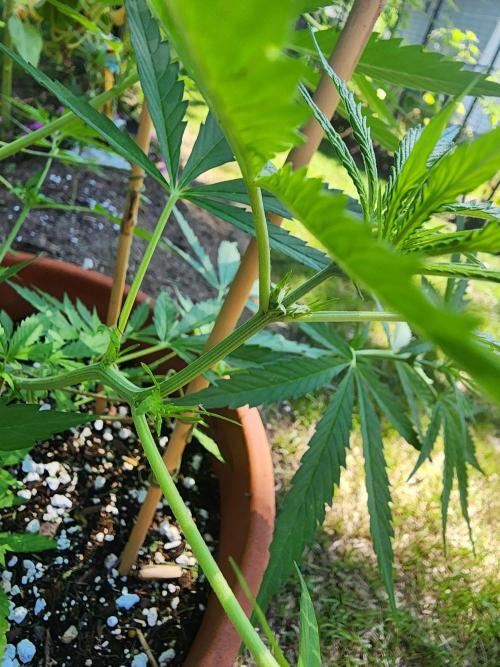Mix Pack Auto RF3. Week 5