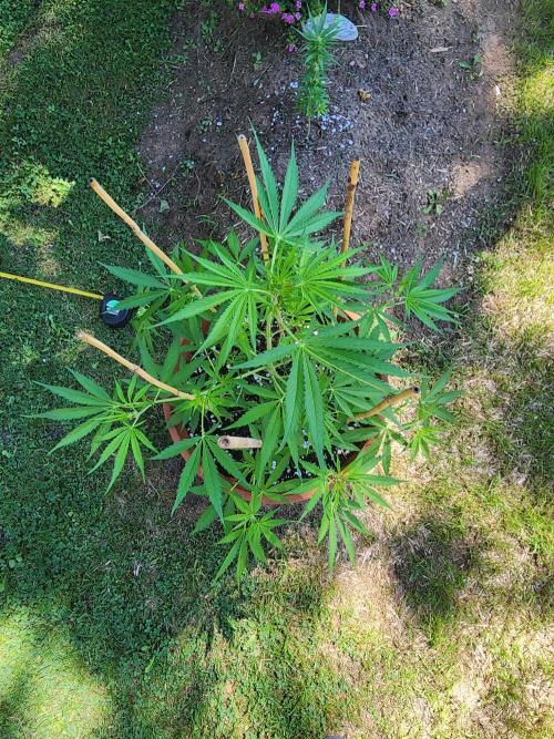 Mix Pack Auto RF3. Week 5