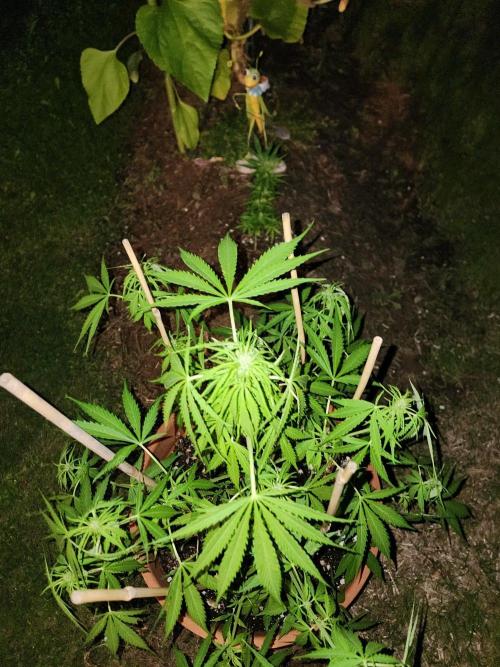 Mix Pack Auto RF3. Week 6