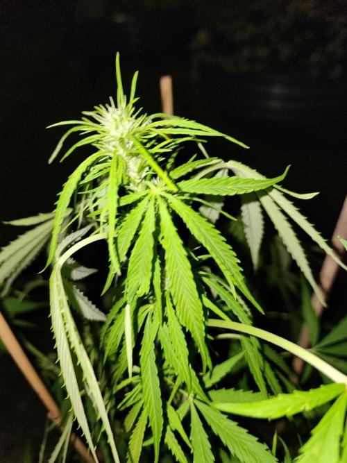 Mix Pack Auto RF3. Week 6