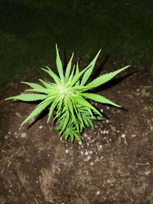 Mix Pack Auto RF3. Week 6