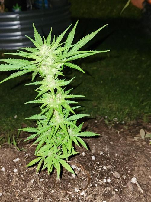 Mix Pack Auto RF3. Week 6