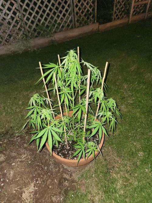 Mix Pack Auto RF3. Week 6
