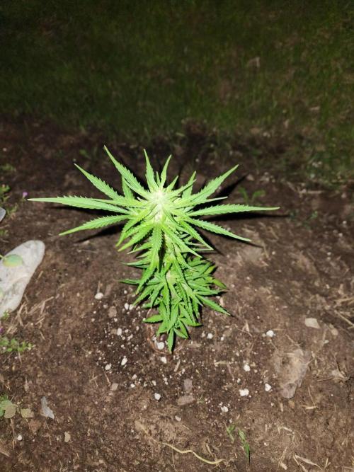 Mix Pack Auto RF3. Week 6