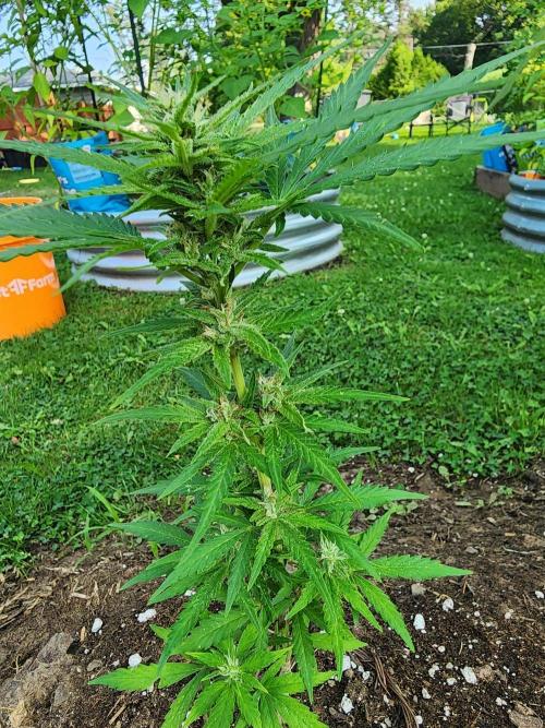 Mix Pack Auto RF3. Week 6