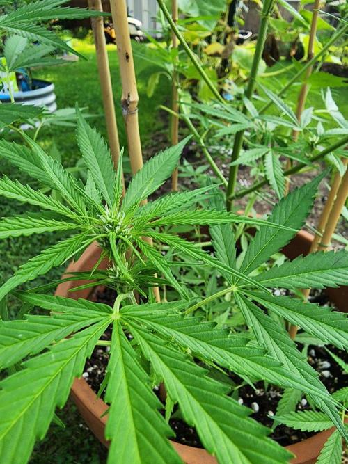 Mix Pack Auto RF3. Week 6