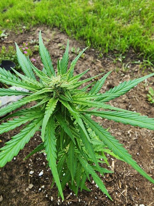 Mix Pack Auto RF3. Week 6