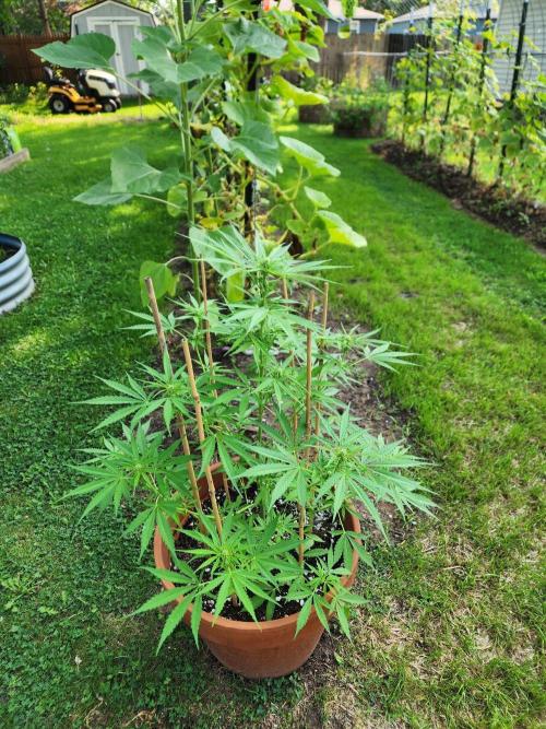Mix Pack Auto RF3. Week 6
