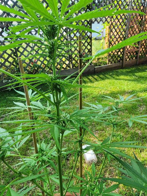 Mix Pack Auto RF3. Week 6