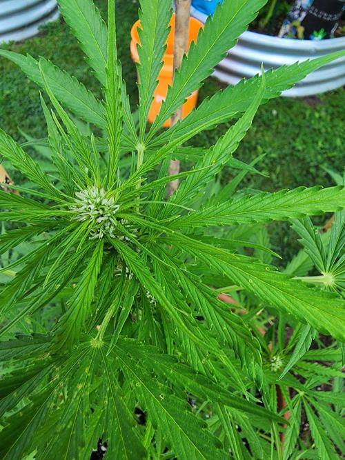 Mix Pack Auto RF3. Week 6