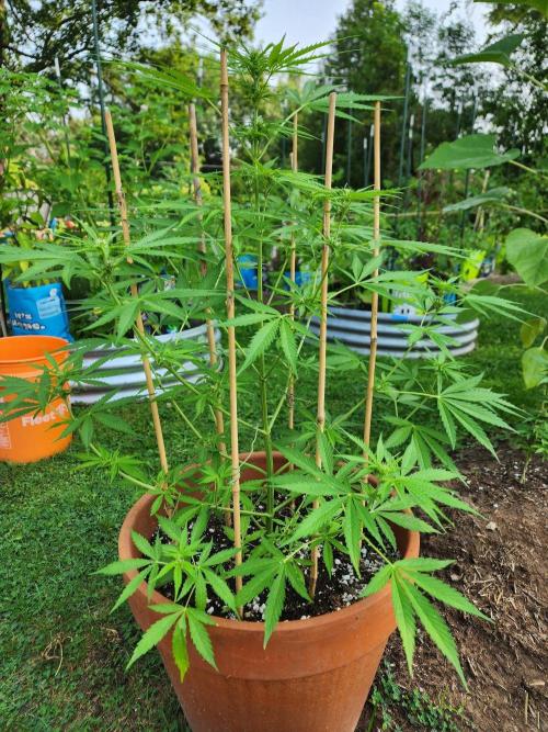 Mix Pack Auto RF3. Week 6