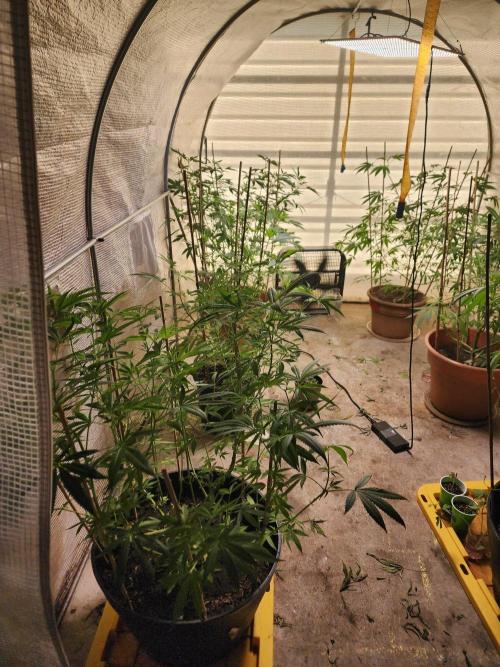 Apricot Scone. Week 19