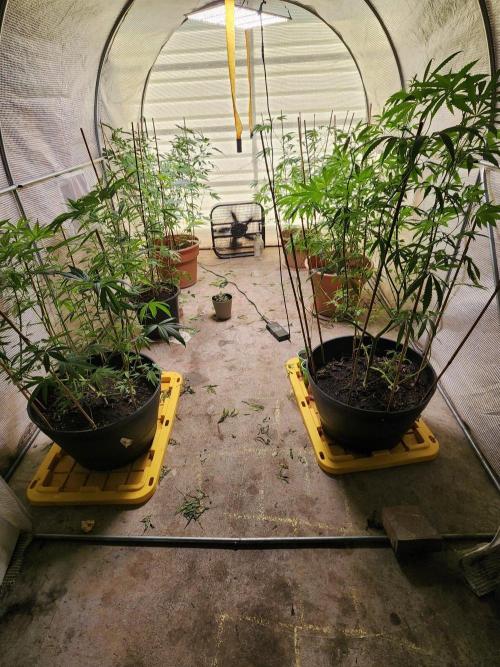 Apricot Scone. Week 19