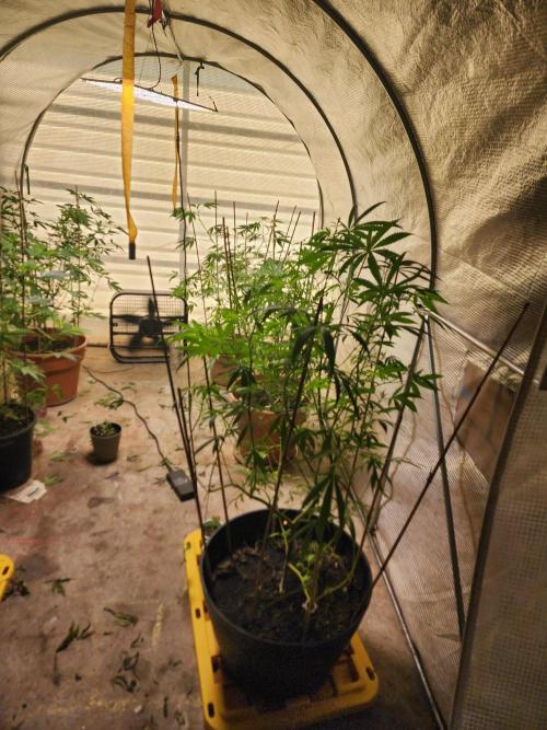 Apricot Scone. Week 19