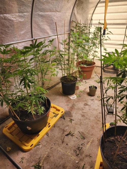 Apricot . Week 19
