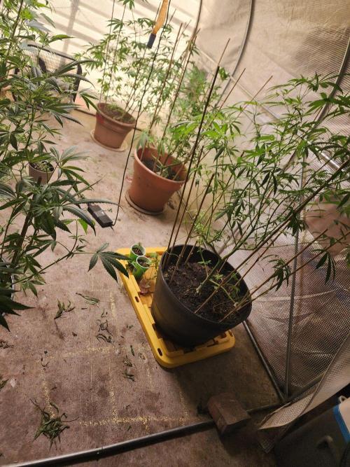 Snoop's punch. Week 16
