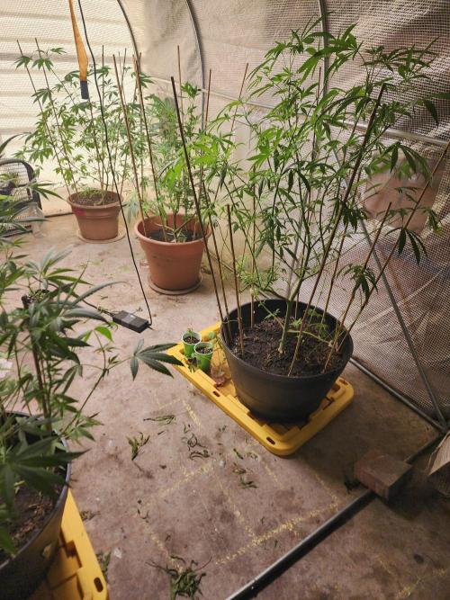 Snoop's punch. Week 16