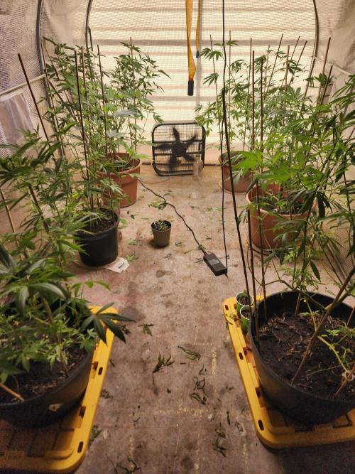 Velvet Moon. Week 19