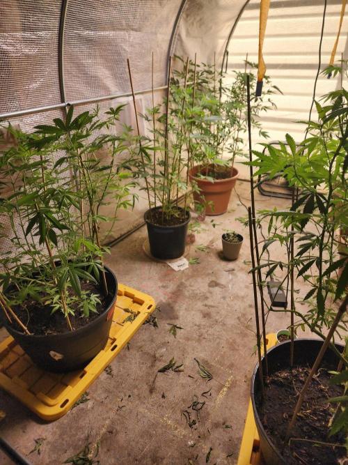 Velvet Moon. Week 19