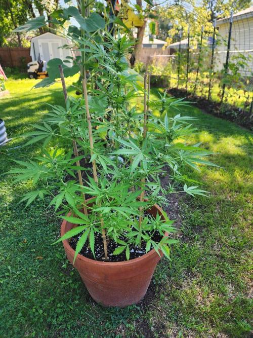 Mix Pack Auto RF3 ( 1 Reverse to male). Week 7
