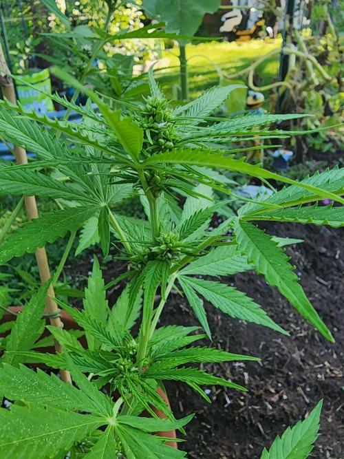 Mix Pack Auto RF3 ( 1 Reverse to male). Week 7
