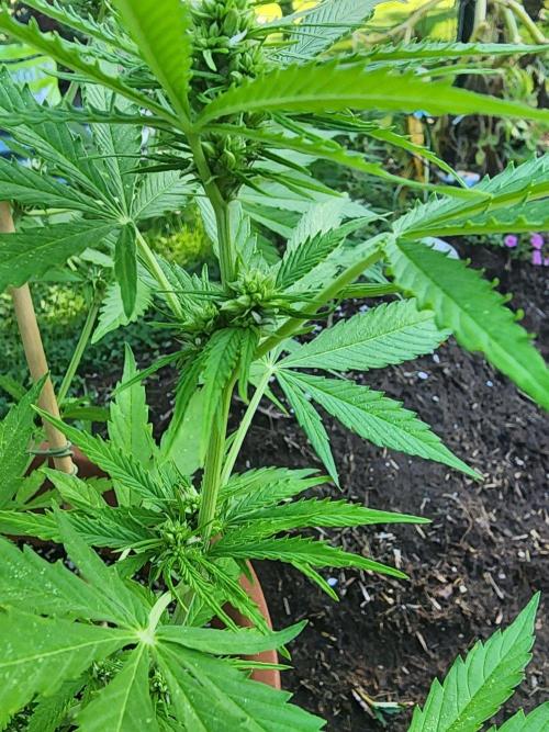 Mix Pack Auto RF3 ( 1 Reverse to male). Week 7