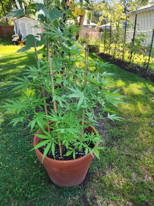 Mix Pack Auto RF3 ( 1 Reverse to male). Week 7