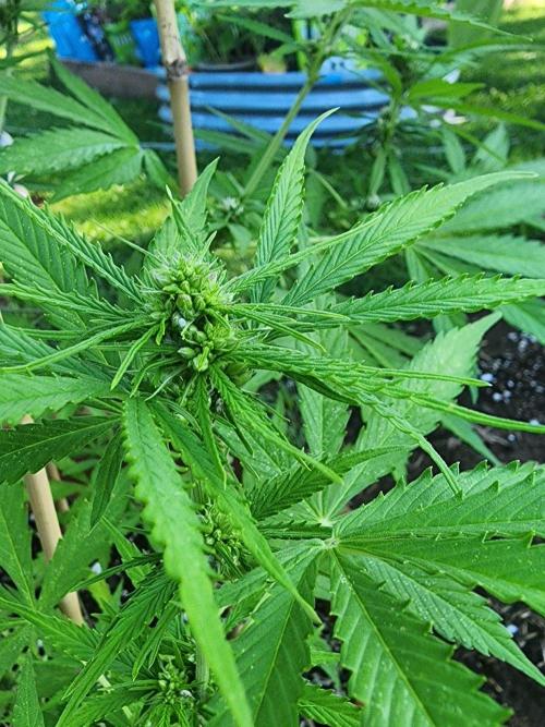 Mix Pack Auto RF3 ( 1 Reverse to male). Week 7