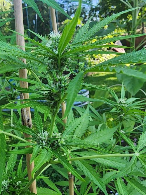 Mix Pack Auto RF3 ( 1 Reverse to male). Week 7