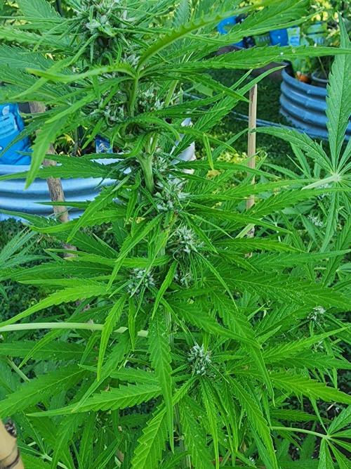 Mix Pack Auto RF3 ( 1 Reverse to male). Week 7