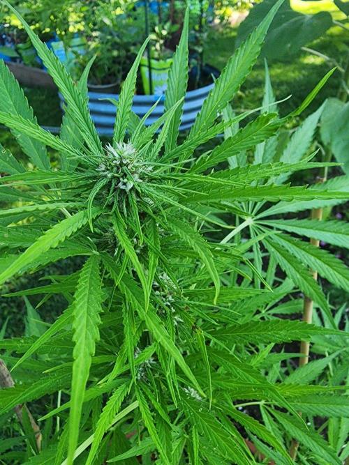 Mix Pack Auto RF3 ( 1 Reverse to male). Week 7