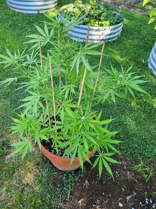 Mix Pack Auto RF3 ( 1 Reverse to male). Week 7