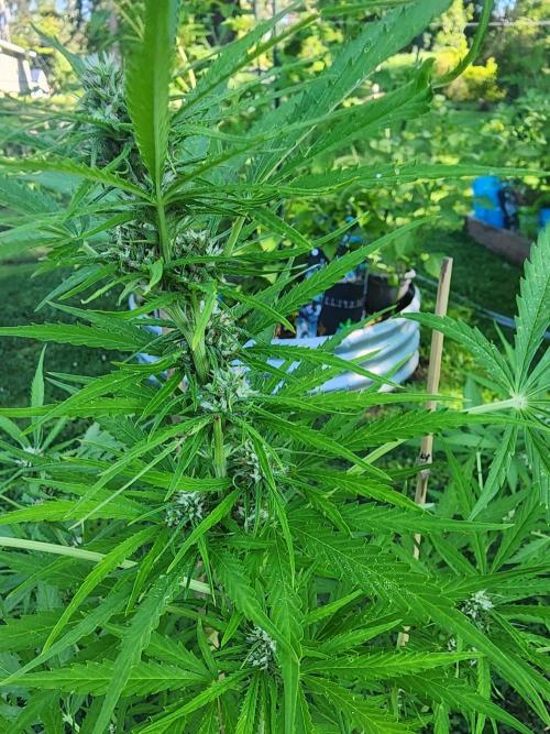 Mix Pack Auto RF3 ( 1 Reverse to male). Week 7