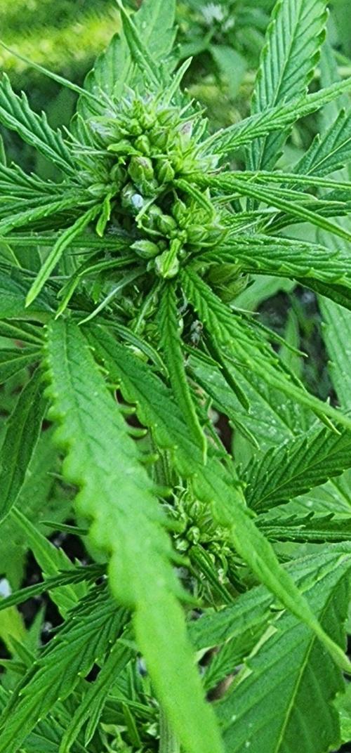 Mix Pack Auto RF3 ( 1 Reverse to male). Week 7