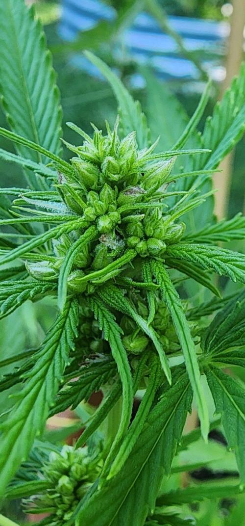 Mix Pack Auto RF3 ( 1 Reverse to male). Week 7