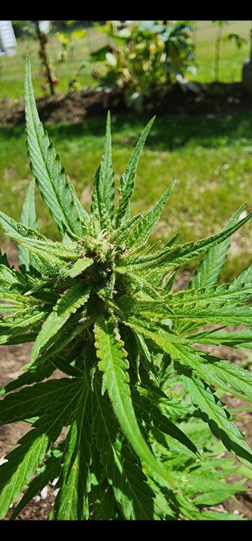Mix Pack Auto RF3 ( 1 Reverse to male). Week 7