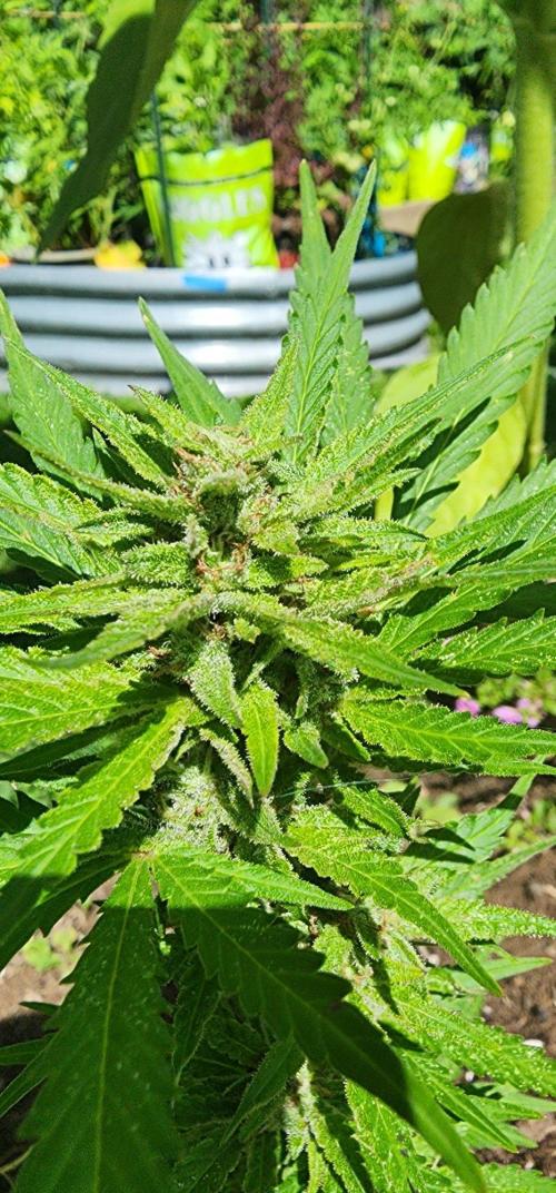 Mix Pack Auto RF3 ( 1 Reverse to male). Week 7