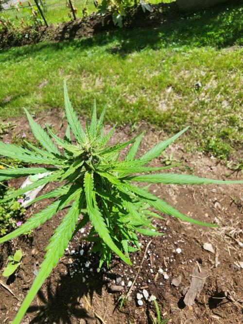 Mix Pack Auto RF3 ( 1 Reverse to male). Week 7