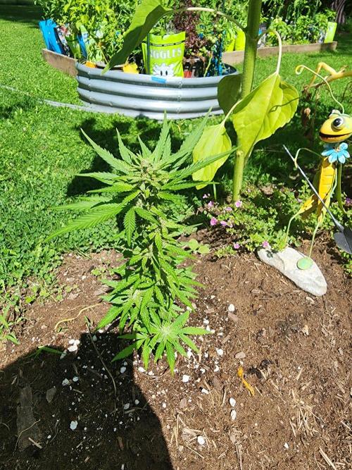 Mix Pack Auto RF3 ( 1 Reverse to male). Week 7