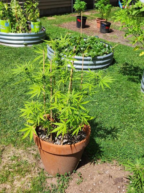 Mix Pack Auto RF3 ( 1 Reverse to male). Week 8