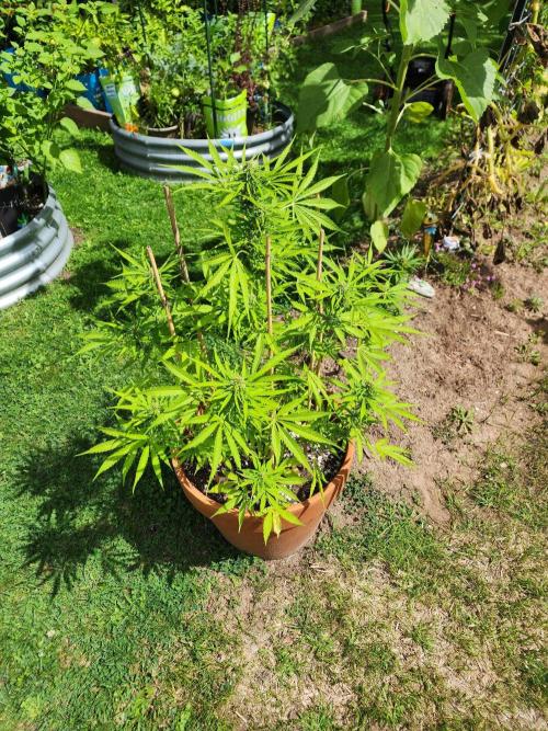 Mix Pack Auto RF3 ( 1 Reverse to male). Week 8