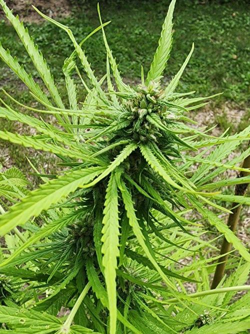 Mix Pack Auto RF3 ( 1 Reverse to male). Week 8