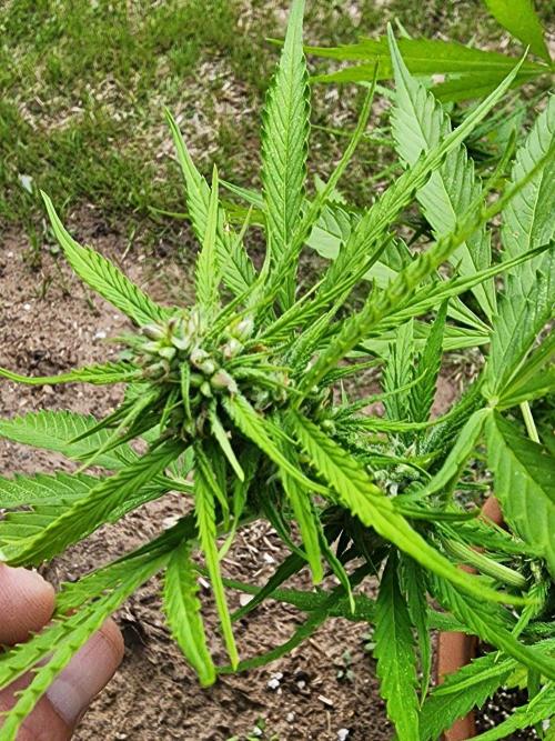 Mix Pack Auto RF3 ( 1 Reverse to male). Week 8