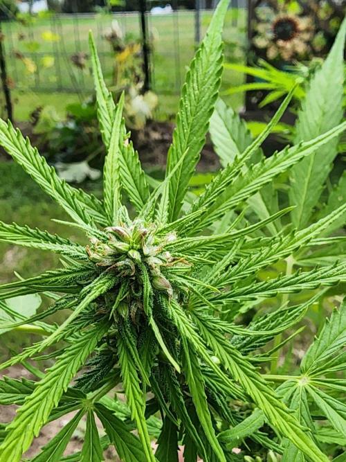 Mix Pack Auto RF3 ( 1 Reverse to male). Week 8