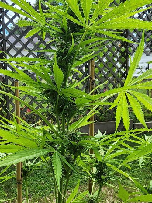 Mix Pack Auto RF3 ( 1 Reverse to male). Week 8