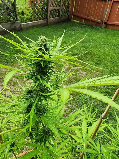 Mix Pack Auto RF3 ( 1 Reverse to male). Week 8