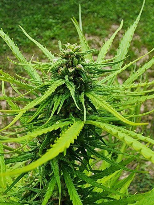 Mix Pack Auto RF3 ( 1 Reverse to male). Week 8