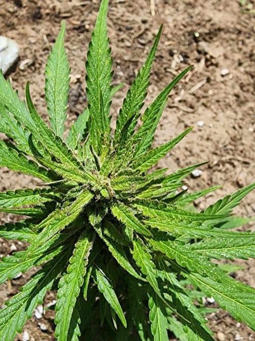 Mix Pack Auto RF3 ( 1 Reverse to male). Week 8