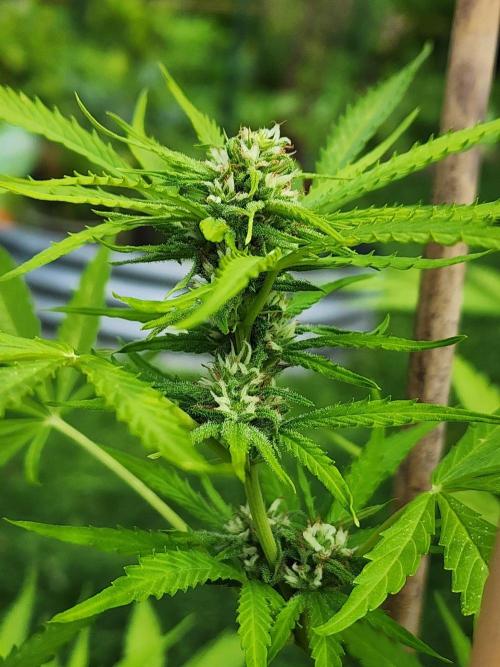 Mix Pack Auto RF3 ( 1 Reverse to male). Week 8