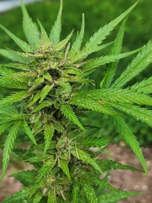 Mix Pack Auto RF3 ( 1 Reverse to male). Week 8